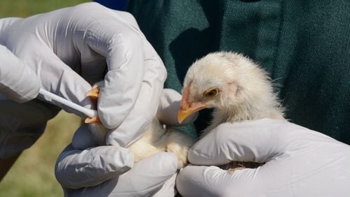 Swabbing chicks to test for avian influenza. (Dorothy Merrimon Crawford/Dreamstime/TNS)