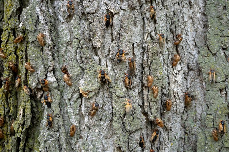 Live cicadas swarm with exoskeletons on a tree at the Morton Arboretum, Friday, May 24, 2024, in Lisle, Ill. (AP Photo/Erin Hooley)