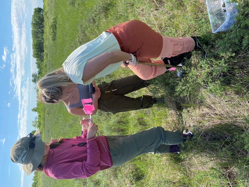 This photo provided by Steve Travers shows Josie Pickar, Kiana Sayler and Megan Okke gathering soil samples near western prairie fringed orchids on Monday, June 17, 2024, near Gardenton, Manitoba. (Steve Travers via AP)