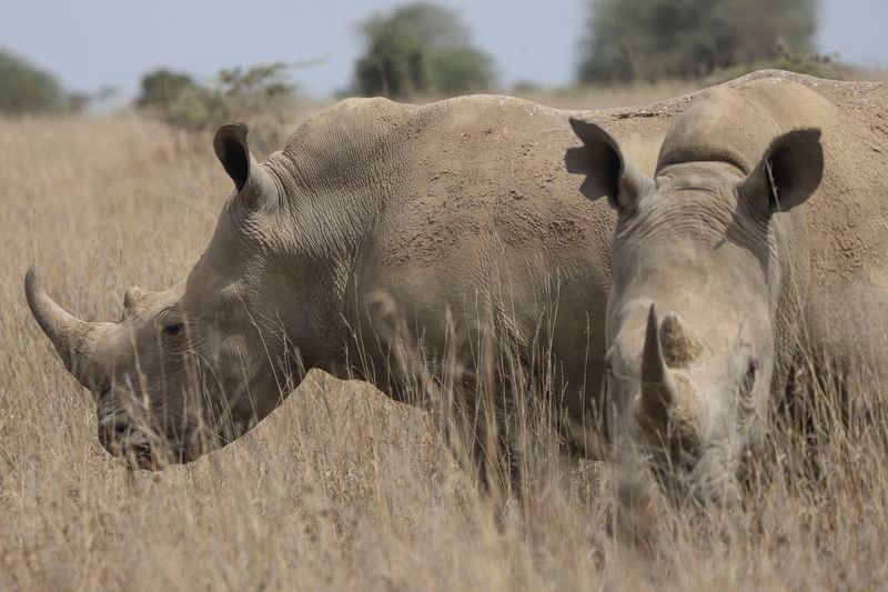 Rhinos, on the Red List of Threatened Species according to IUCN (International Union Conservation Of Nature), are seen at Nairobi National Park, on the outskirts of Nairobi, Kenya, Wednesday, Sept. 18, 2024. (AP Photo/Andrew Kasuku)