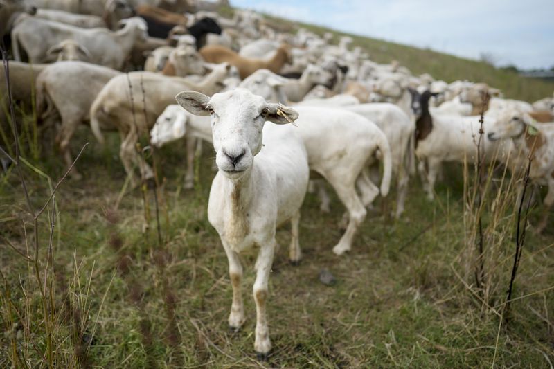 A flock of sheep called the Chew Crew graze along the Cumberland River bank Tuesday, July 9, 2024, in Nashville, Tenn. The sheep are used to clear out overgrown weeds and invasive plants in the city's parks, greenways and cemeteries. (AP Photo/George Walker IV)