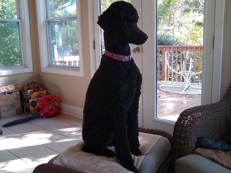 Abby Ruby is the pure bred poodle who calls Bob Ruby her person. (Courtesy photo)