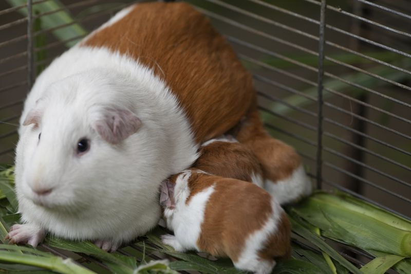 Peru Guinea Pigs are bred at an agricultural research farm for distribution to farms across the country, in Lima, Peru, Thursday, Oct. 3, 2024. Peruvian guinea pigs, locally known as 'cuy,' have been traditionally raised for meat consumption since pre-Inca times. (AP Photo/Guadalupe Pardo)