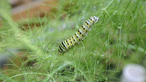 Unlike monarch caterpillars, which feed exclusively on milkweed, swallowtail caterpillars feed on parsley, fennel, and other plants in the carrot family. Walter Reeves for the AJC