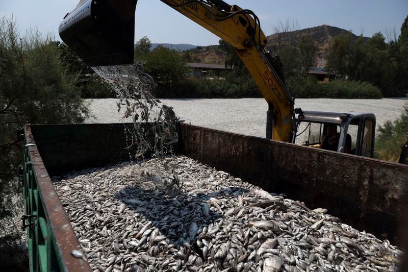 A bulldozer collects dead fish from a river near the port city of Volos, central Greece, Thursday, Aug. 29, 2024, following a mass die-off linked to extreme climate fluctuations. (AP Photo/Vaggelis Kousioras)