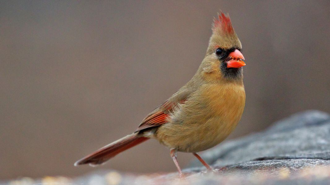 Wild Georgia Birdsong Is Rich And Sweet In May