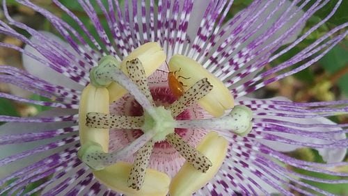 Connie Beckham sent this photo of a passionflower. ‘“Our family has enjoyed this passion flower vine for many years,” she wrote. “Not only is the blossom beautiful, the leaves are a meal for the Fritillary butterfly caterpillar. When the chrysalis opens we then watch the butterflies have a meal on our colorful zennias.” Passionflower (Passiflora incarnata) was used traditionally in the Americas and later in Europe as a calming herb for anxiety, insomnia, seizures, and hysteria. It is still used today to treat anxiety and insomnia. Scientists believe passionflower works by increasing levels of a chemical called gamma aminobutyric acid in the brain. GABA lowers the activity of some brain cells, making you feel more relaxed.