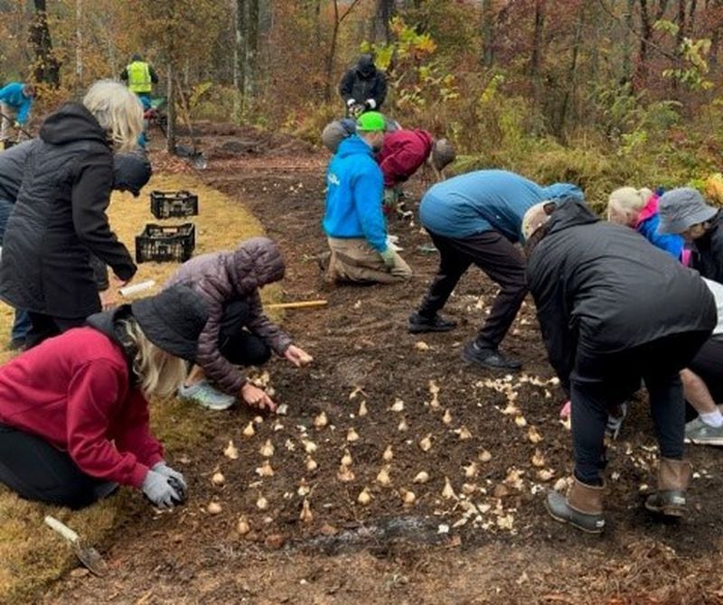 Over Veterans Day weekend, 750 daffodils were planted near downtown Woodstock by South on Main residents. (Courtesy of South on Main)