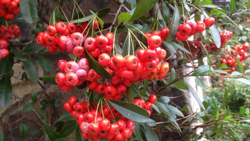 The splendid red berries of pyracantha make it a prized possession in a landscape. (Walter Reeves for The Atlanta Journal-Constitution)