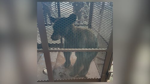 A young male black bear was relocated Friday after being seen roaming around Dobbins Air Reserve Base in Cobb County for several days.