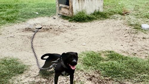 One of the dogs seized last year near Macon in a Jones County dogfighting case. The dog's owner was sentenced to a decade in prison Wednesday in connection with the case. (Courtesy of the Ocmulgee Judicial Circuit DA's office)