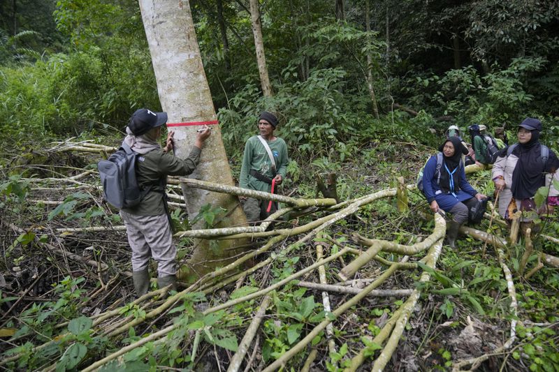 Lead ranger Sumini, left, and Muhammad Saleh, center, put on a red tape around a tree to mark it for villagers not to cut it down, on a part of the forest that has been cleared by villagers to make way for a coffee plantation, during a forest patrol in Damaran Baru, Aceh province, Indonesia, Tuesday, May 7, 2024. Unregulated deforestation from irresponsible farming practices and abuse of forest resources have led to disastrous consequences, Sumini said. (AP Photo/Dita Alangkara)