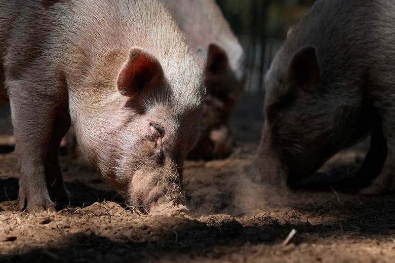 Pigs sniff the dirt at Jolene's Retreat, an animal sanctuary, Monday, Sept. 23, 2024, in Occidental, Calif. (AP Photo/Godofredo A. Vásquez)