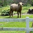 FILE - An escaped water buffalo on the lam from police looks on Aug. 24, 2024, in the Des Moines suburb of Pleasant Hill, Iowa. (Madison Pottebaum via AP, File)