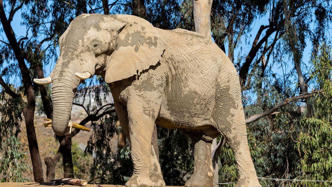 New Elephant Comes To Zoo Atlanta