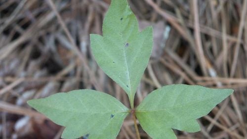 Poison ivy is easy to identify: Note the telltale “leaves of three,” the lack of thorns, and that the two outer leaflets are both asymmetrical across the midvein. CONTRIBUTED BY WALTER REEVES