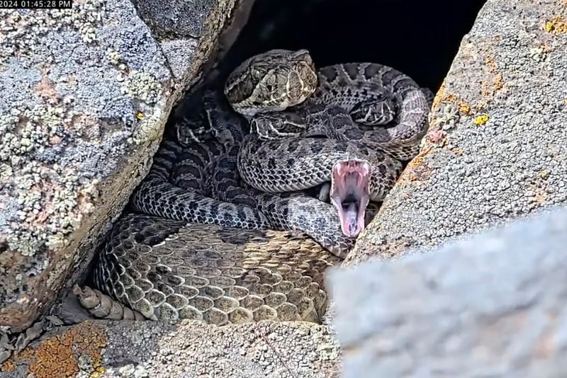 In this image taken from a Project Rattlecam video, an adult rattlesnake rests with juveniles at a den under remote observation in Colorado on Aug. 22, 2024. (Project Rattlecam via AP)