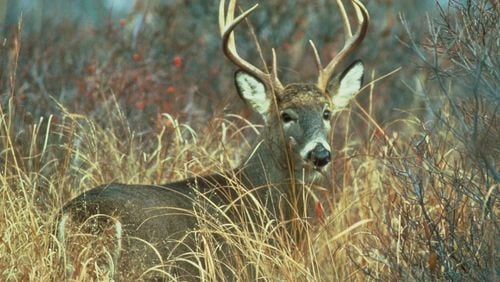 WILD GEORGIA: Drivers, beware: It's deer mating season