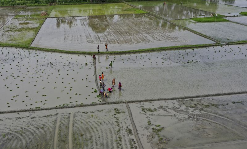 Indian agricultural workers plant paddy saplings at a field after monsoon rains on the outskirts of Lucknow, India, June 30, 2021. Human-caused climate change is making rainfall more unpredictable and erratic, which makes it difficult for farmers to plant, grow and harvest crops on their rain-fed fields. (AP Photo/Rajesh Kumar Singh)
