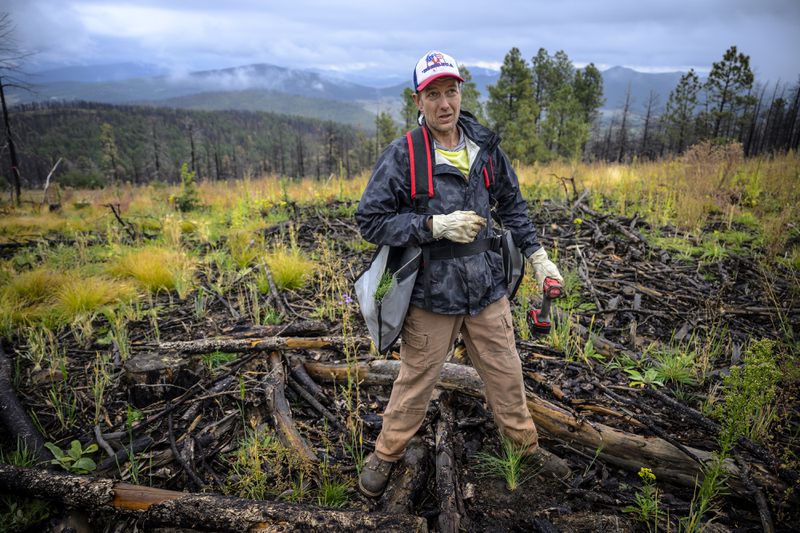 In this photo provided by The Nature Conservancy, Joseph Casedy with the Hermit's Peak Watershed Alliance takes a break after planting seedlings on the Hermit's Peak/Calf Canyon Fire burn scar near Mora, N.M., Saturday, Sept. 21, 2024. (Roberto E. Rosales/The Nature Conservancy via AP)