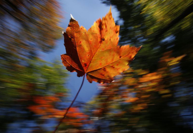 FILE - A maple leaf falls on a crisp autumn day, Oct. 14, 2009, in Freeport, Maine. (AP Photo/Robert F. Bukaty, File)