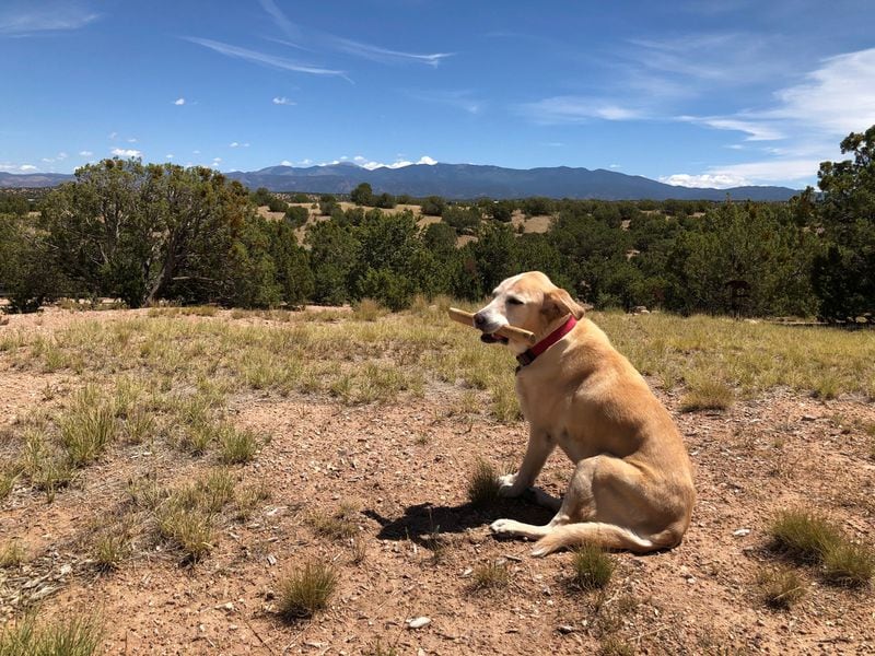 Molly Brown Schmidt calls AJC subscribers Paul and Lee Schmidt her people. All three live outside of Santa Fe, New Mexico, where Molly enjoys walking with her favorite stick. (Courtesy photo)