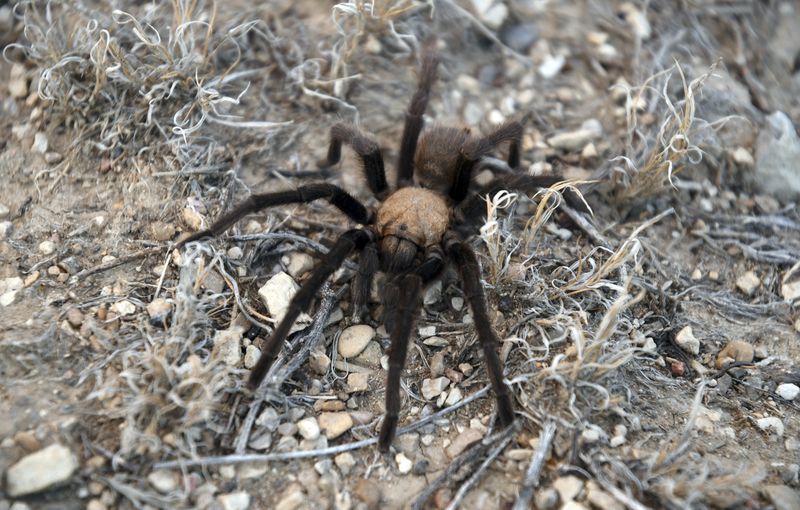 A male tarantula looks for a mate on the plains near La Junta, Colo., on Friday, Sept. 27, 2024. (AP Photo/Thomas Peipert)