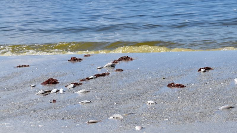While satellite imagery isn’t picking up the toxic algal blooms, the Florida Fish and Wildlife Conservation Commission said it’s been detected in the waters (not pictured) between Sanibel Island and Marco Island. (AP file photo)