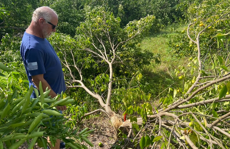 Rick Griffis, an Echols County citrus farmer, found many of his trees had split due to Hurricane Helene's ripping winds. He toured his storm-ravaged property Oct. 2, 2024.