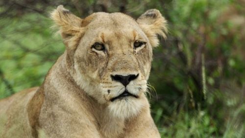 File photo of a lioness in the Kruger National Park in Malelane, South Africa. (Photo by Warren Little/Getty Images)