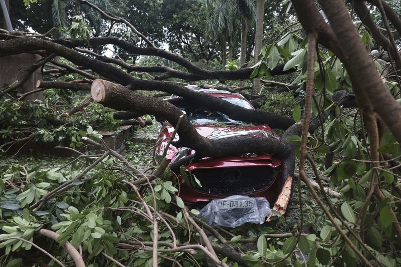 A car is crushed underneath a broken tree after typhoon Yagi hit the city in Hanoi, Vietnam on Sunday, Sept. 8, 2024. (Tran Quoc Viet/ VNA via AP)