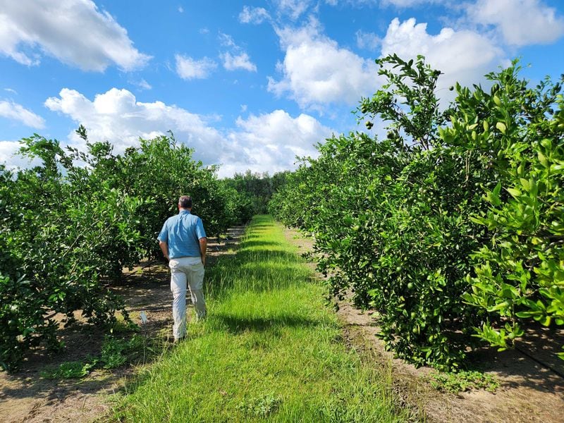 University of Georgia Extension Agent Jake Price walks through the rows of citrus trees he's growing in Valdosta to study how different varieties withstand the cold. (Photo Courtesy of Emily Jones / WABE)