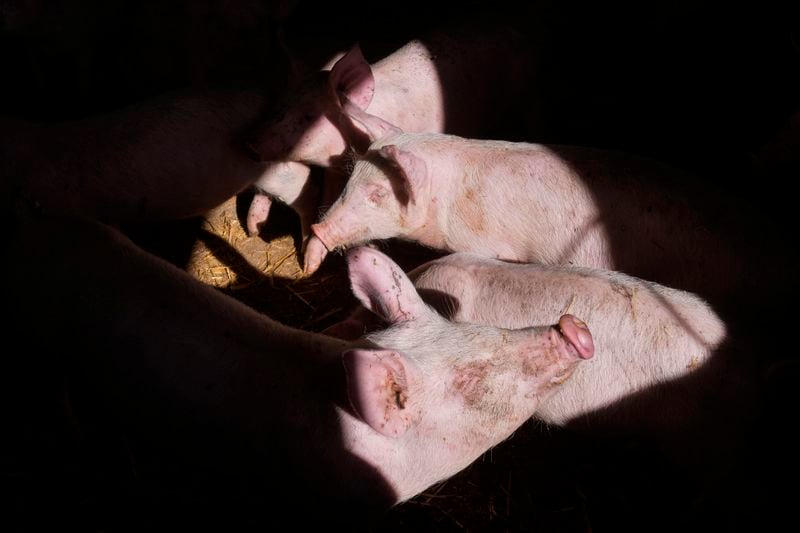 Pigs roam in a shed of the Piggly farm in Pegognaga, near Mantova, northern Italy, Wednesday, Sept. 25, 2024. (AP Photo/Luca Bruno)