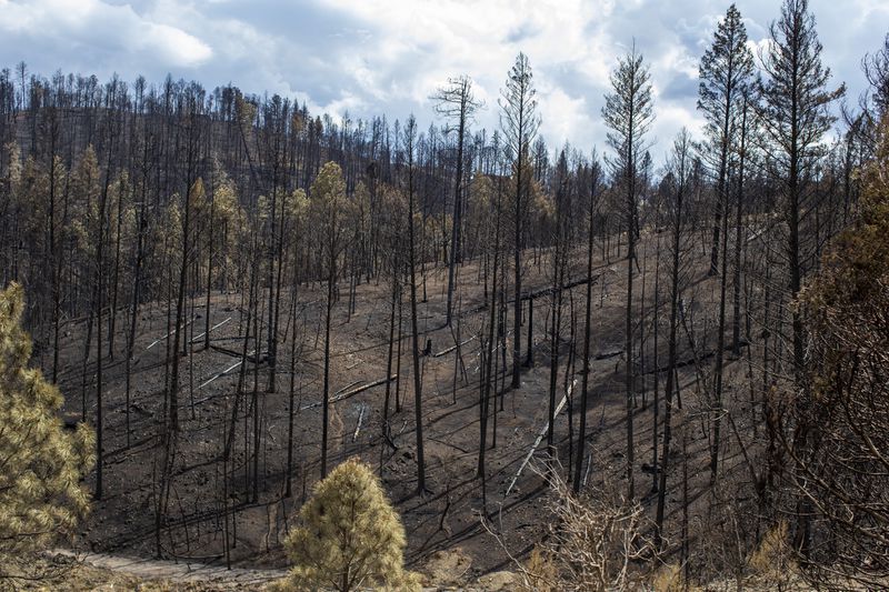 Charred trees caused by the South Fork Fire are pictured in the mountain village of Ruidoso, N.M., Saturday, June 22, 2024. (AP Photo/Andres Leighton)