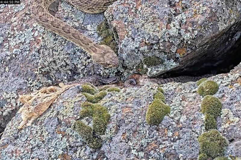 In this image taken from a Project Rattlecam video, an adult rattlesnake checks on juveniles after a bird flew near them at a den under remote observation in Colorado on Aug. 23, 2024. (Project Rattlecam via AP)