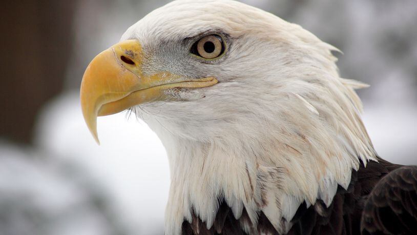 When a bald eagle needed fish to fly again, North Texans supplied