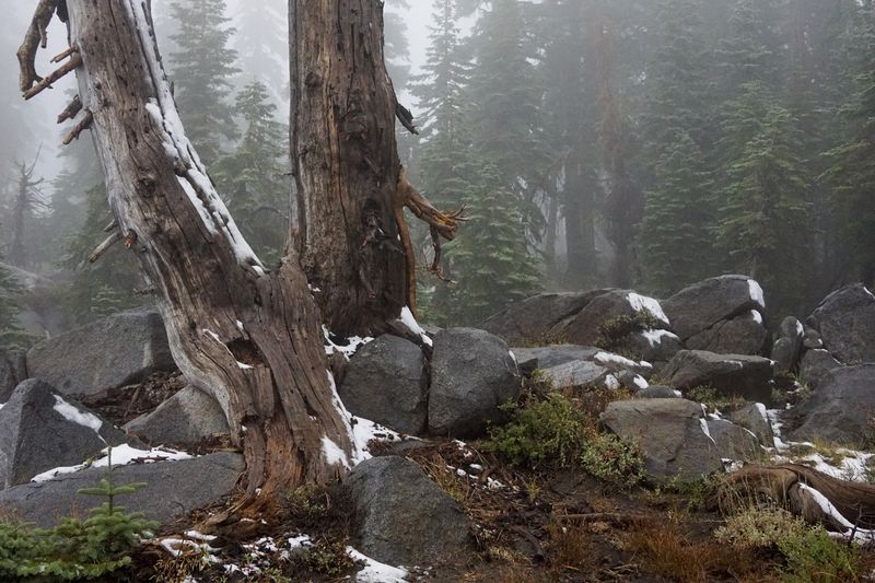 A light coating of snow covers trees on the Mt. Judah Loop Trail at Sugarbowl Ski Resort Saturday, Aug. 24, 2024, in Donner Summit, Calif. (AP Photo/Brooke Hess-Homeier)