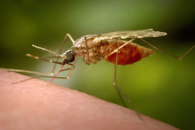 This 2014 photo made available by the U.S. Centers for Disease Control and Prevention shows a feeding female Anopheles funestus mosquito. (James Gathany/CDC via AP)