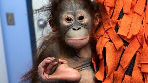 Keju is a six-month old orangutan whose mother at the Dane County Henry Vilas Zoo in Madison, Wis., showed that she was unlikely to offer care to the youngster. Zoo experts agreed to send Keju to Zoo Atlanta, where a potential foster mother can take her in. Photo: Zoo Atlanta