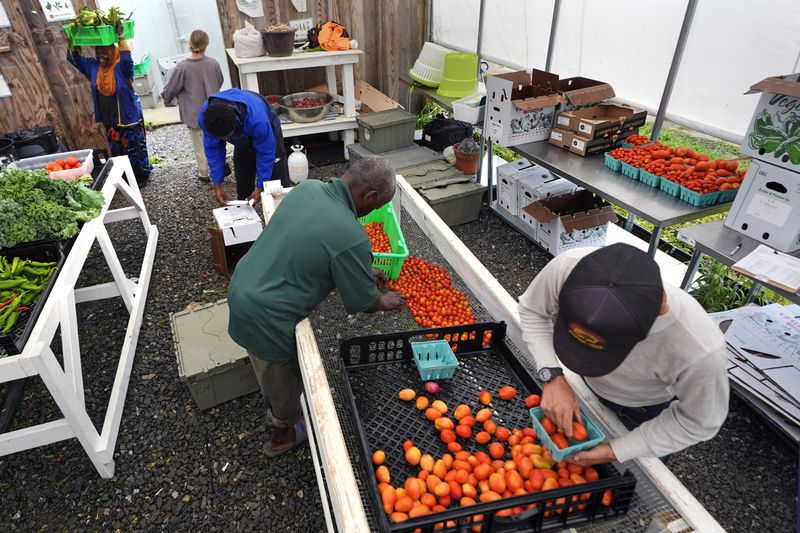 Refugee farmers and program staff sort and package vegetables picked earlier in the morning at Fresh Start Farm, Aug. 19, 2024, in Dunbarton, N.H. (AP Photo/Charles Krupa)