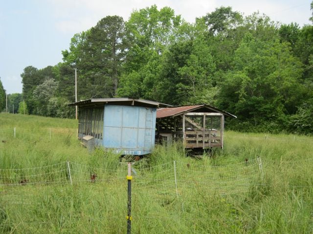 Chicken farming