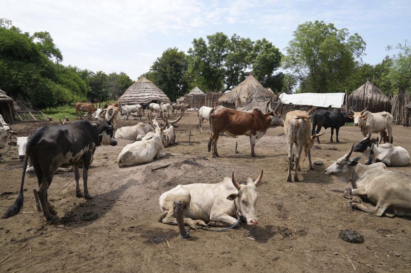 Cows are visible in Otallo village, South Sudan, Wednesday, June 19, 2024. African Parks has set up small hubs in several remote villages and is spreading messages of sustainable practices, such as not killing female or baby animals. (AP Photo/Brian Inganga)
