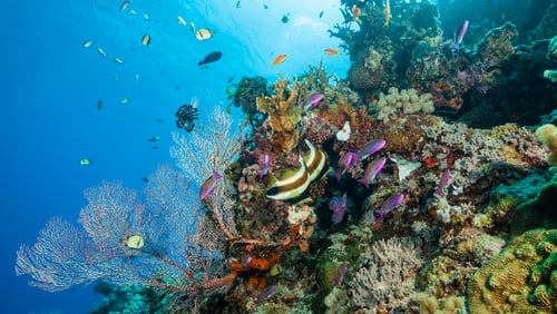 Coral Reef, Great Barrier Reef, Australia