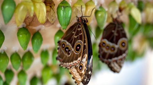 Newly emerged Blue Morpho butterflies are with others a chrysalis state in. Tom Gralish/TNS