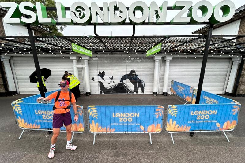 A man snaps a selfie with a mural by the elusive street artist Banksy at the entrance to the London Zoo, Wednesday, Aug. 14, 2024. The elusive street artist's recent works that appeared all over London on nine consecutive days apparently came to a conclusion after a final mural surprised staff who arrived early Tuesday to feed the animals at the London Zoo. (AP Photo/Brian Melley)