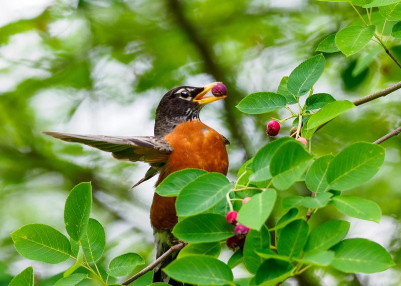 An American robin eating service berries.
Courtesy of Steve Rushing & Rushing Outdoors