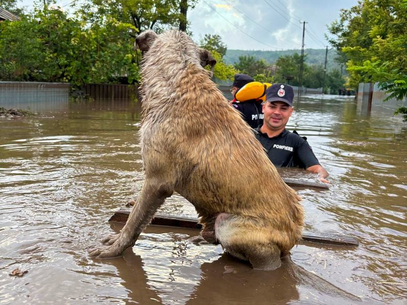 In this photo released by the Romanian Emergency Services Galati (ISU Galati), firefighters approach a stranded dog in Cudalbi, Romania, Saturday, Sept. 14, 2024 after torrential rainstorms left scores of people stranded in flooded areas. (Romanian Emergency Services - ISU Galati via AP)