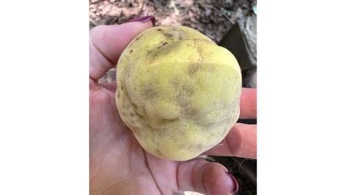 A stink bug with a dirty nose caused this peach to be lumpy. (Courtesy of Allyson Moyer)