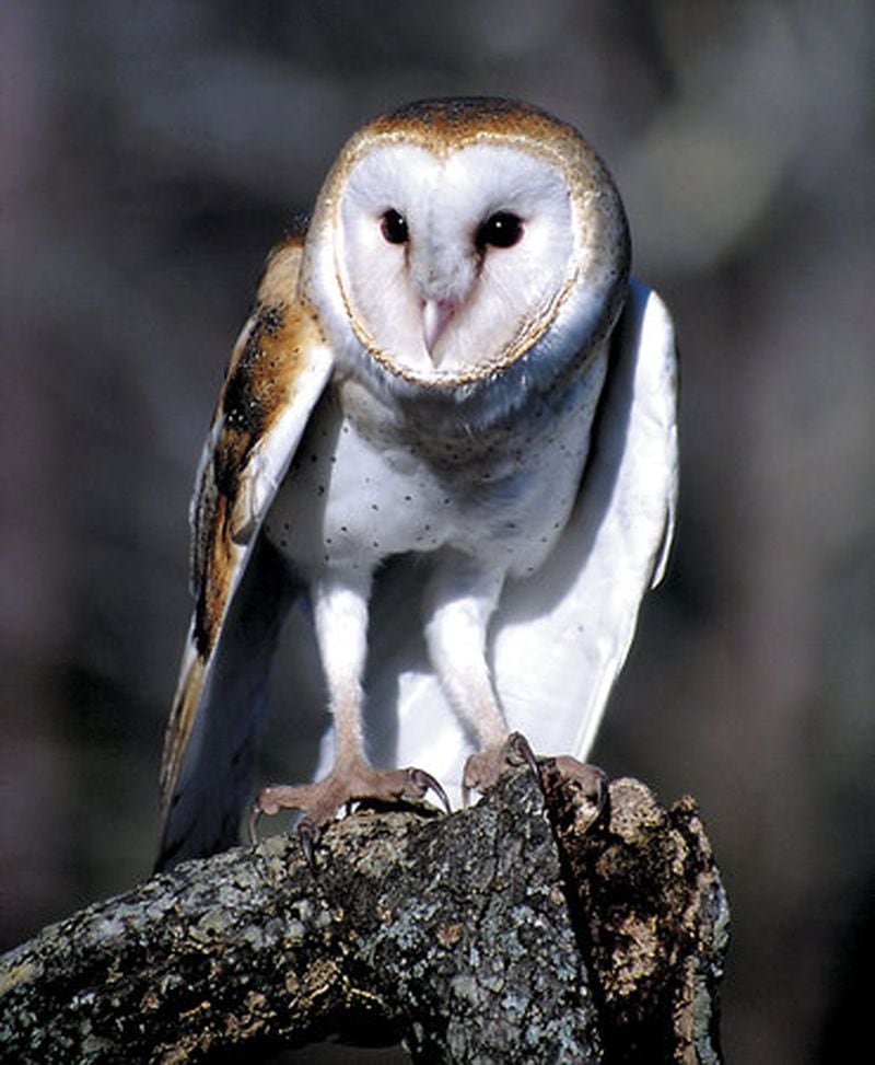 A barn owl is part of the Birds of Prey show at Callaway Gardens in Pine Mountain.