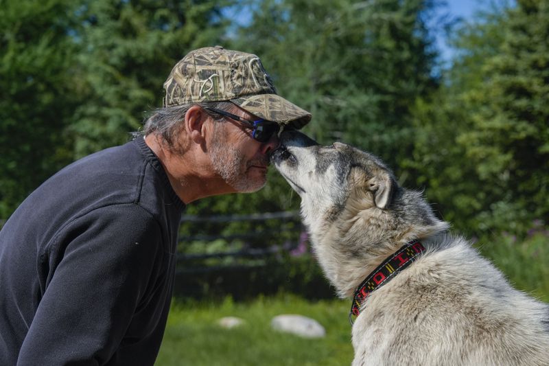 Dave Daley, a member of the Metis Nation, greets one of his dogs, Thursday, Aug. 8, 2024, at his home in Churchill, Manitoba. (AP Photo/Joshua A. Bickel)